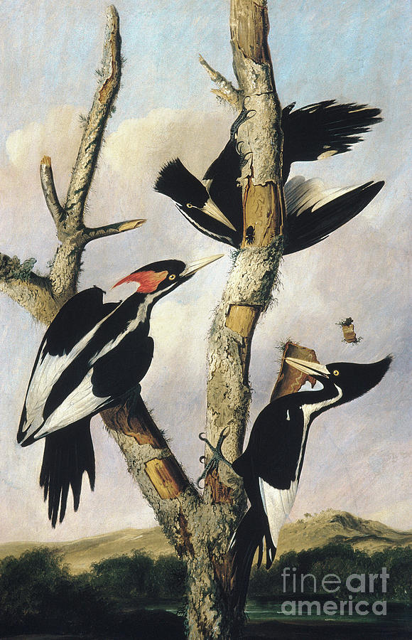Ivory billed Woodpeckers Painting by Joseph Bartholomew Kidd
