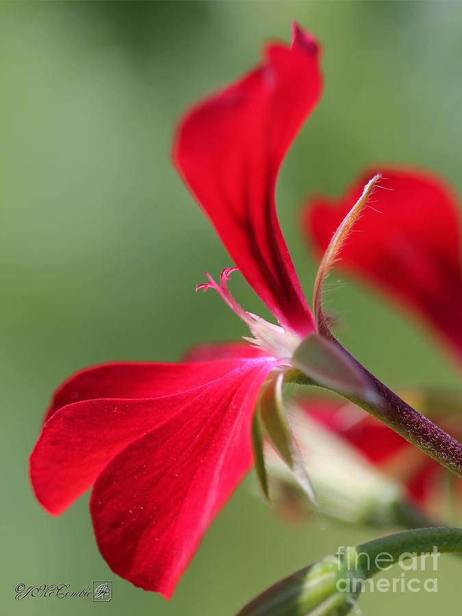 Ivy Geranium named Dark Red Blizzard #5 Photograph by J McCombie