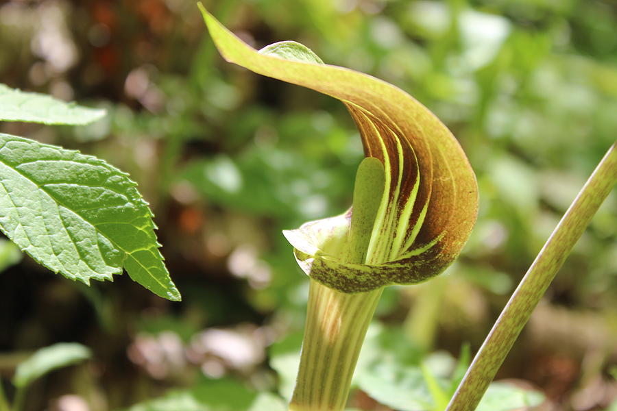 Flower Photograph - Jack-In-The-Pulpit #2 by Cliff Ball