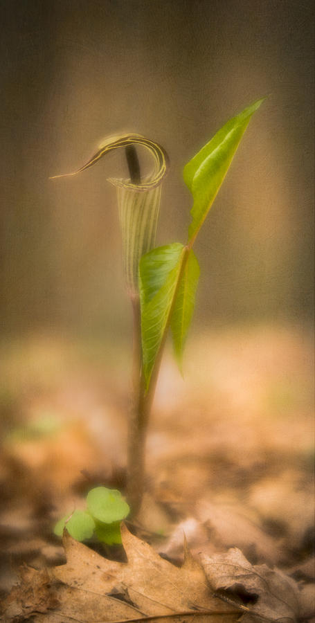 Jack In The Pulpit #1 Photograph by Joye Ardyn Durham