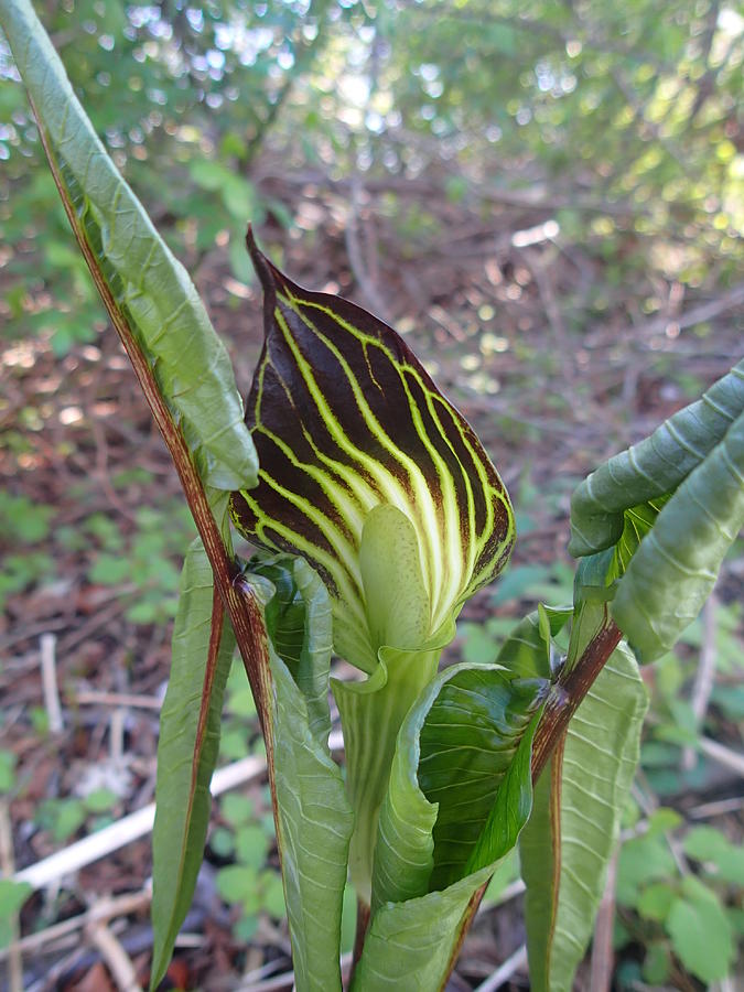 Jack in the Pulpit 1 Photograph by Robert Nickologianis