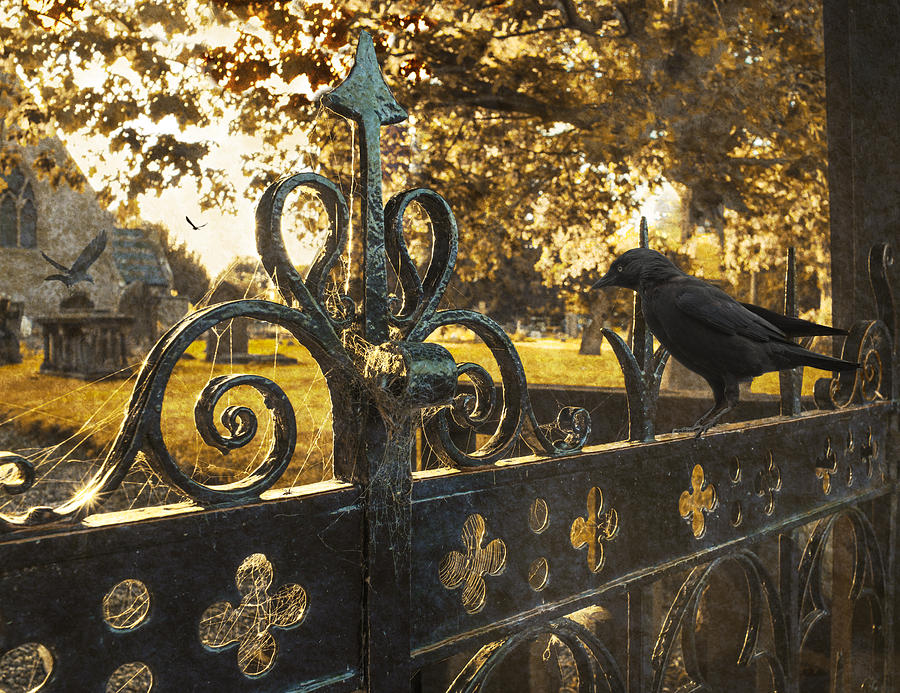 Crow Photograph - Jackdaw On Church Gates #1 by Amanda Elwell