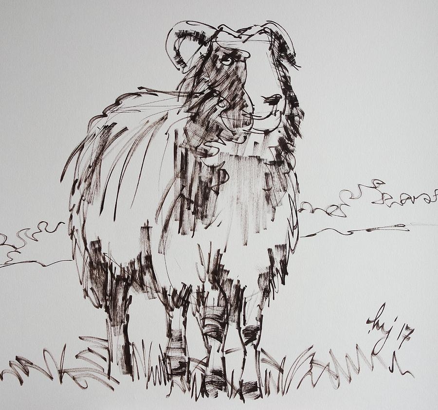 Jacob sheep drawing #2 Drawing by Mike Jory