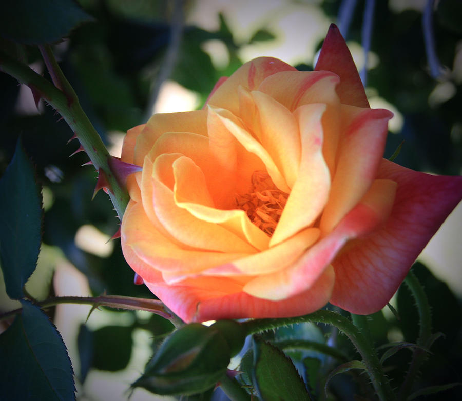 Jacobs Rose Photograph by Marna Edwards Flavell
