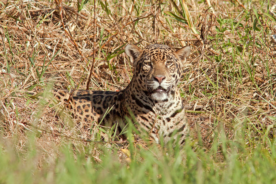 Jaguar Watching Photograph by Aivar Mikko