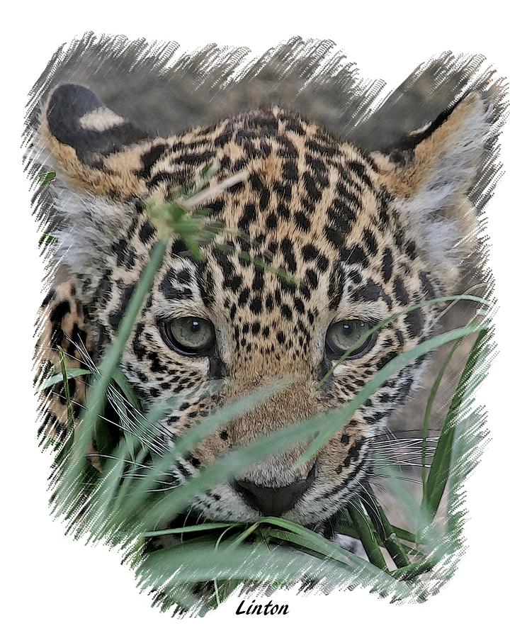 Jaguar Cub #2 Digital Art by Larry Linton