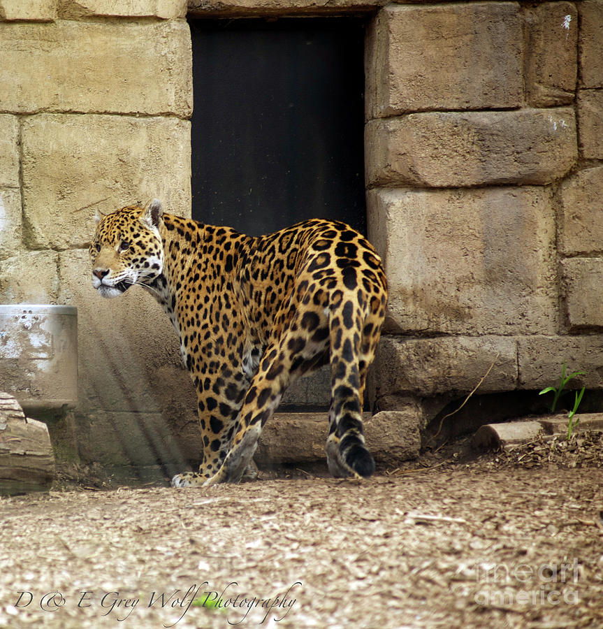 Jaguar Photograph