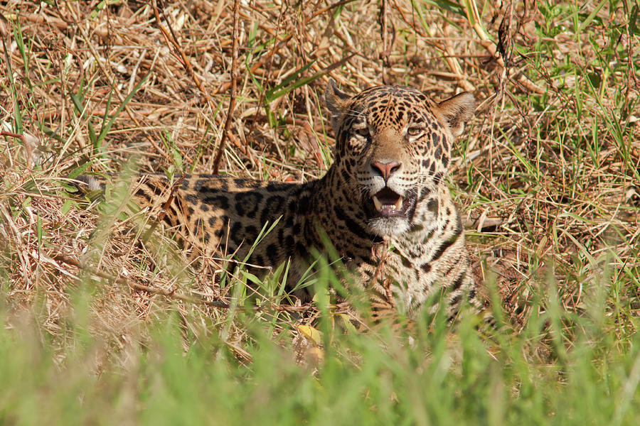 Jaguar in Grass #1 Photograph by Aivar Mikko