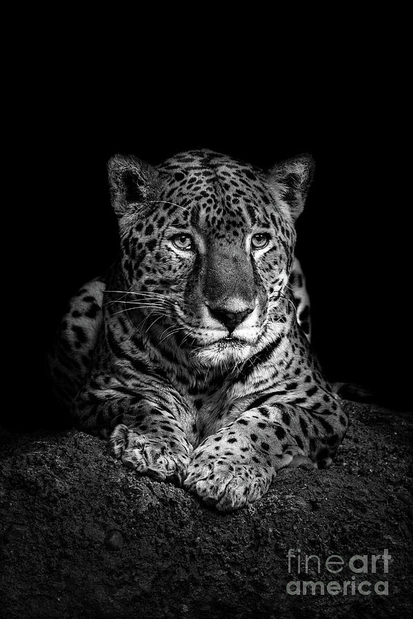 Jaguar #1 Photograph by Jarrod Erbe
