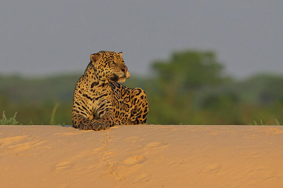 Jaguar #1 Photograph by Jean-Luc Baron