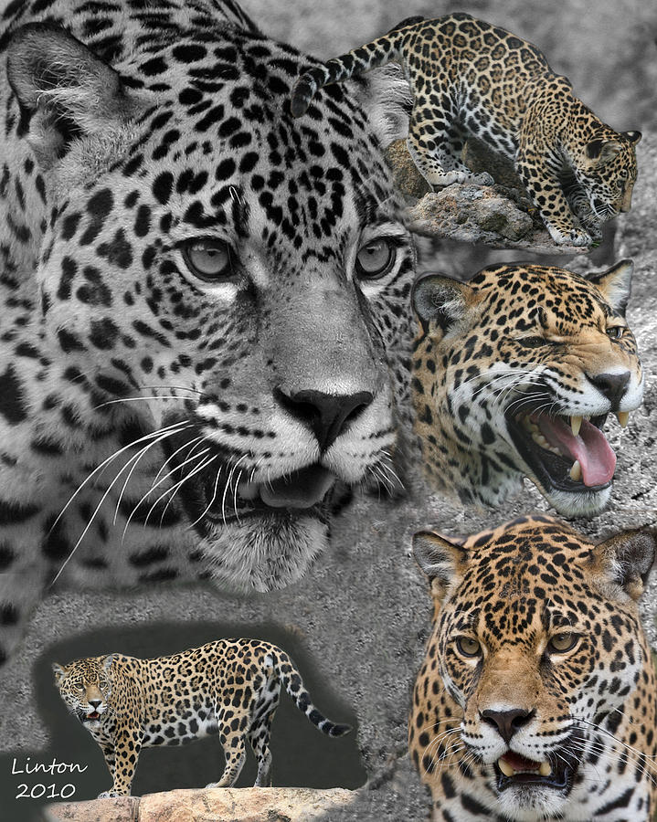 Jaguar Montage #1 Photograph by Larry Linton
