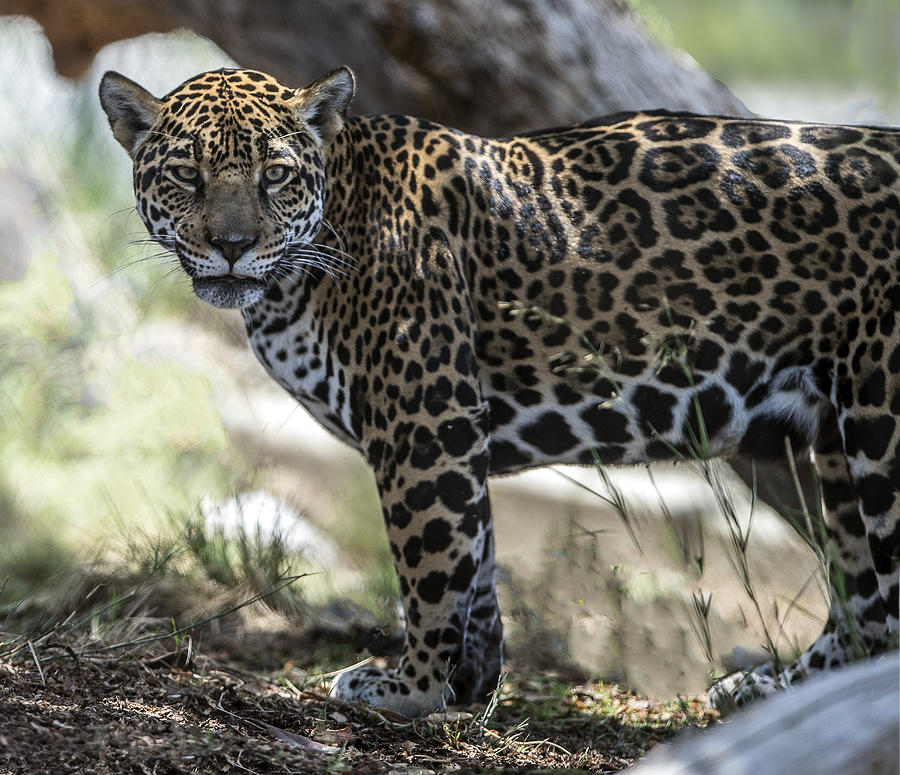 Jaguar Portrait #1 Photograph by William Bitman