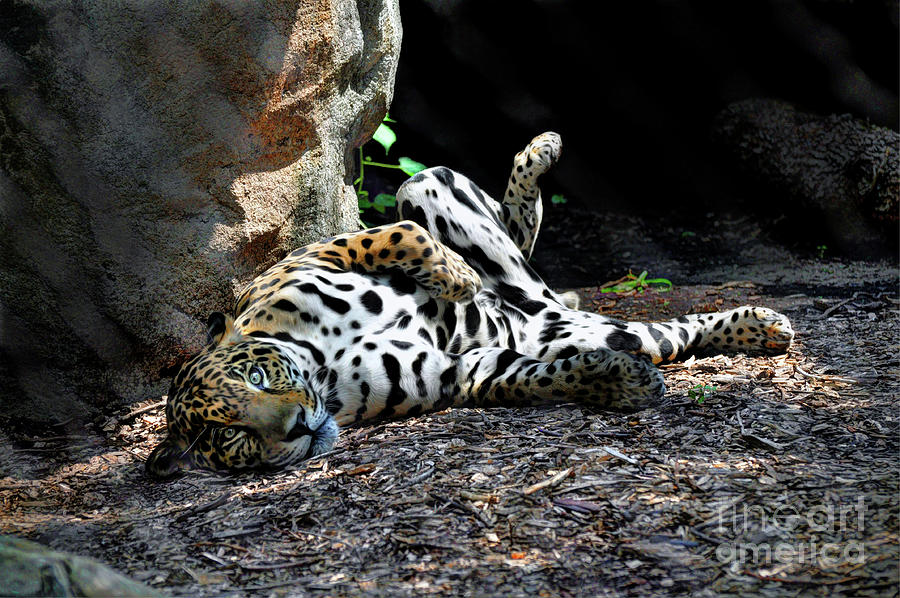 Jaguar #2 Photograph by Savannah Gibbs