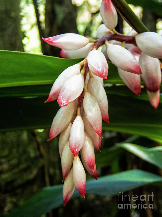 Jamaica Flora #1 Photograph by David Oppenheimer