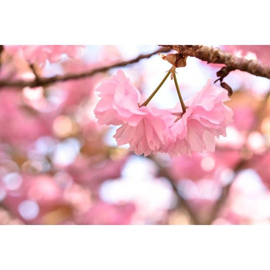Cherryblossom Photograph - #japan (nara)
＊
#team_jp_flower #1 by Megumi Nakamoto