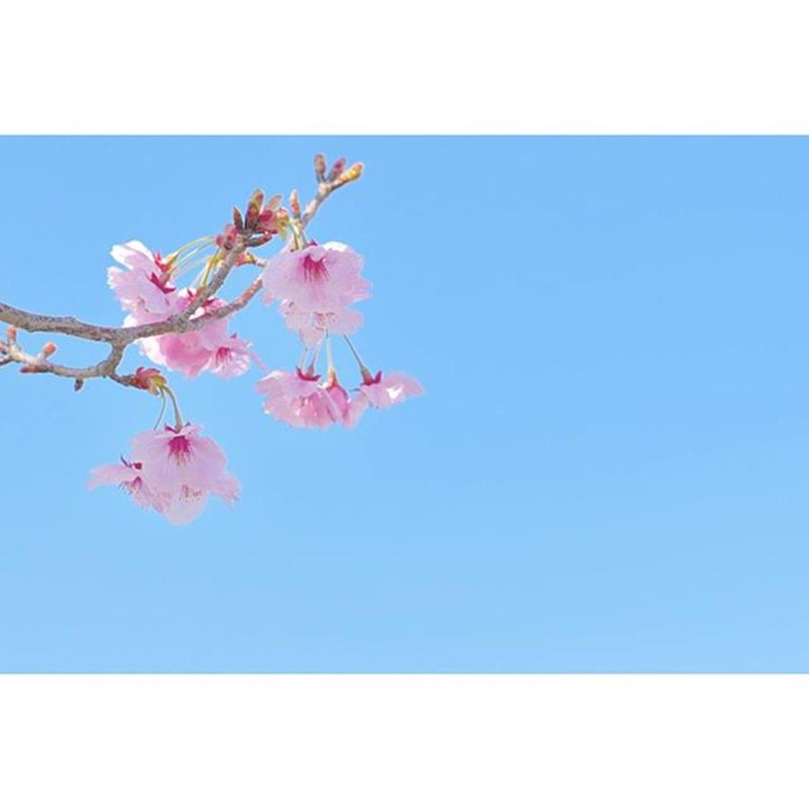 Cherryblossom Photograph - #japan#cherryblossom
＊
#nikon #1 by Megumi Nakamoto