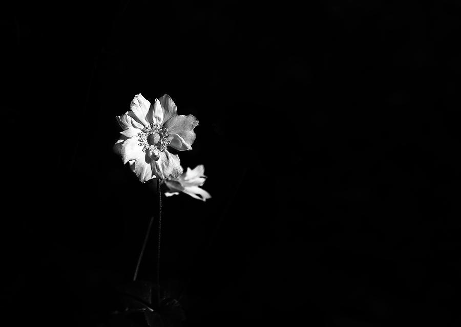 Japanese Anemone in Black and White #2 Photograph by Brooke T Ryan
