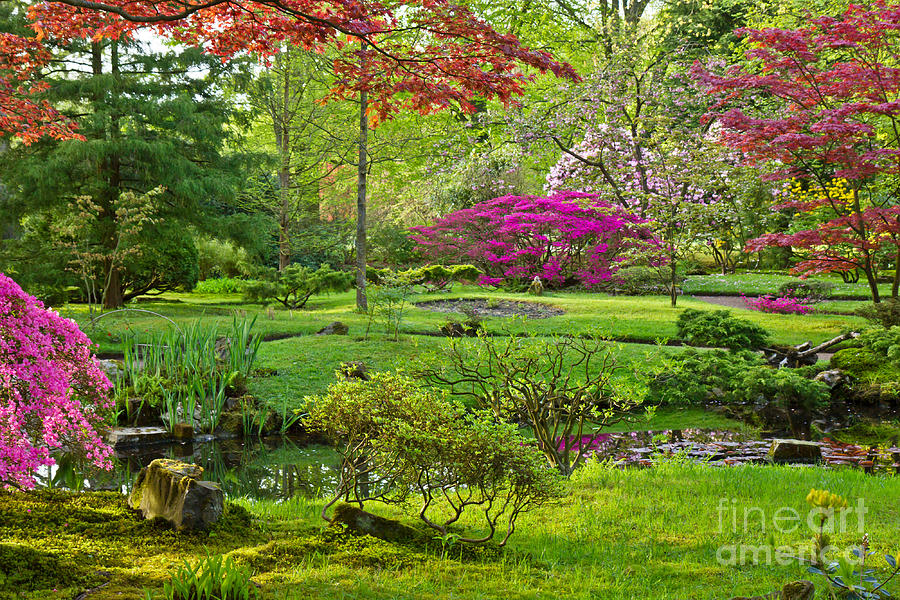 Japanese garden Photograph by Anastasy Yarmolovich