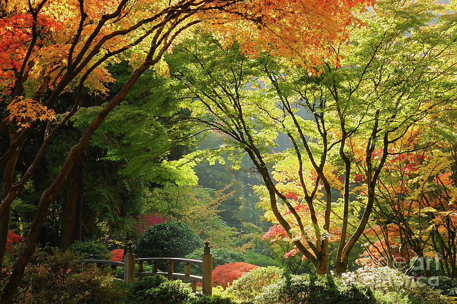 Moon Bridge Surrounded by Autumn Foliage at Portland Japanese Garden Photograph by Tom Schwabel