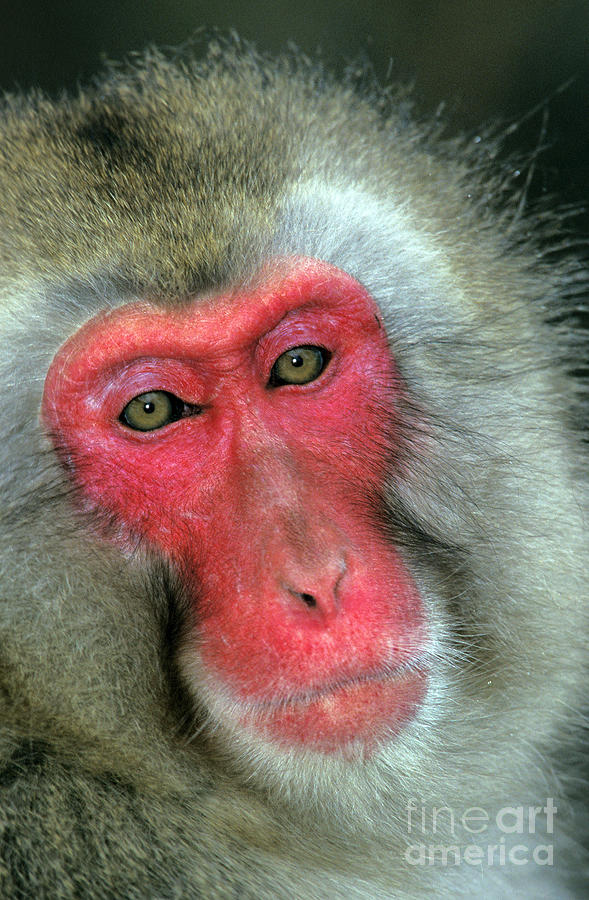Japanese Macaque Macaca Fuscata #1 Photograph by Gerard Lacz