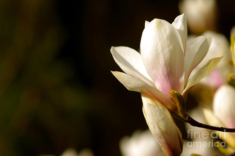 Japanese Magnolia #2 Photograph by Dariusz Gudowicz