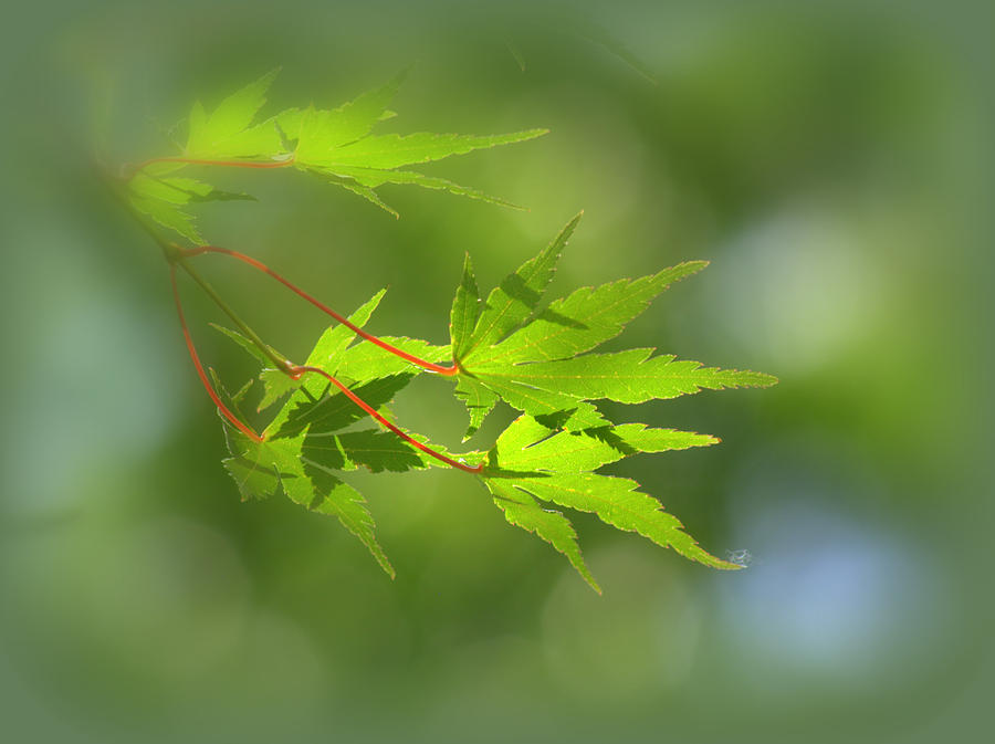 Japanese Maple Foliage #1 Photograph by Nathan Abbott