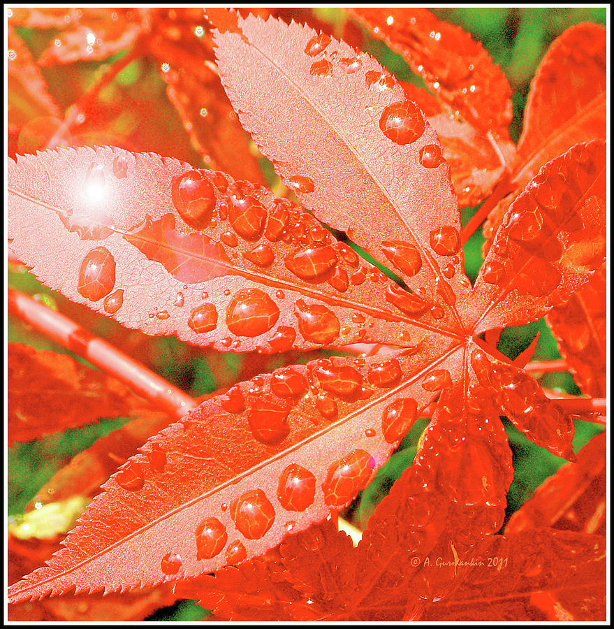 Japanese Maple Leaf with Rain Drops and Sunburst #1 Photograph by A Macarthur Gurmankin