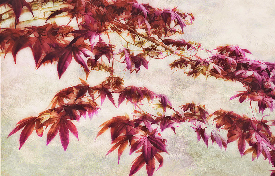 Japanese Maple - nature art #2 Photograph by Ann Powell