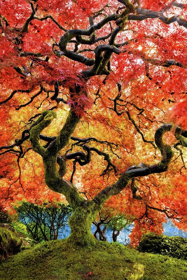 Japanese Maple Tree #1 Photograph by Jane Girardot