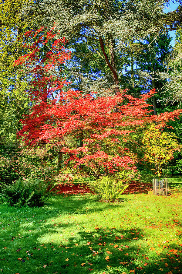 Japanese Red Maple Tree #1 Photograph by Chris Smith