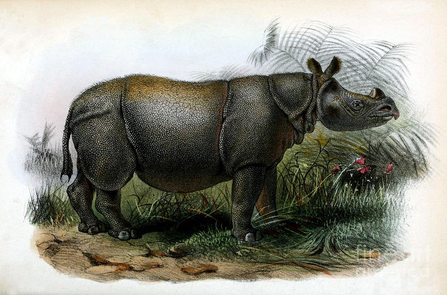 Animal Photograph - Javan Rhinoceros, Endangered Species #1 by Biodiversity Heritage Library