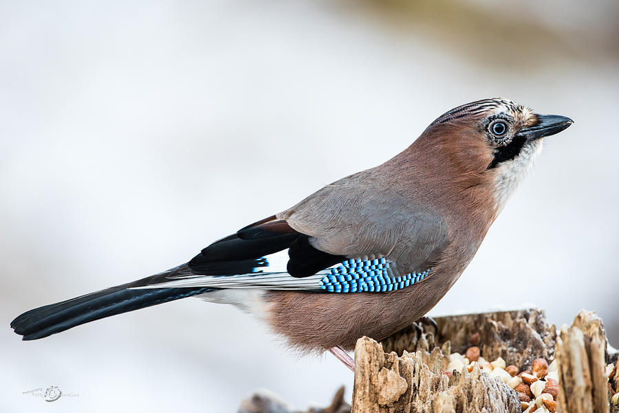 JAY in profile #2 Photograph by Torbjorn Swenelius