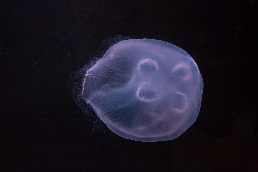 Jellyfish #2 Photograph by Allan Morrison