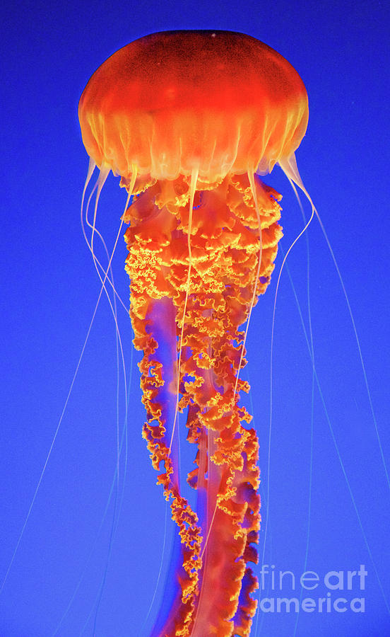 Jellyfish #1 Photograph by Bruce Block