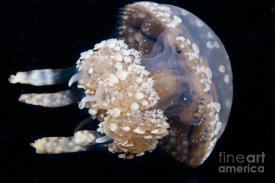 Jellyfish #1 Photograph by Dave Fleetham - Printscapes
