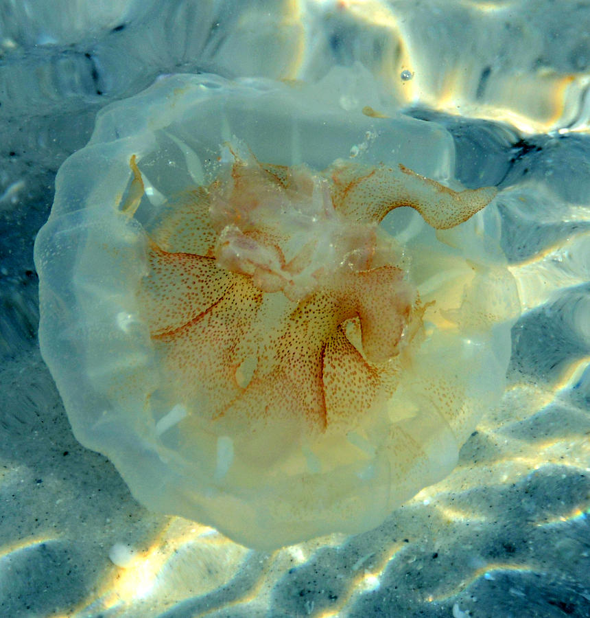 Jellyfish #1 Photograph by David Lee Thompson