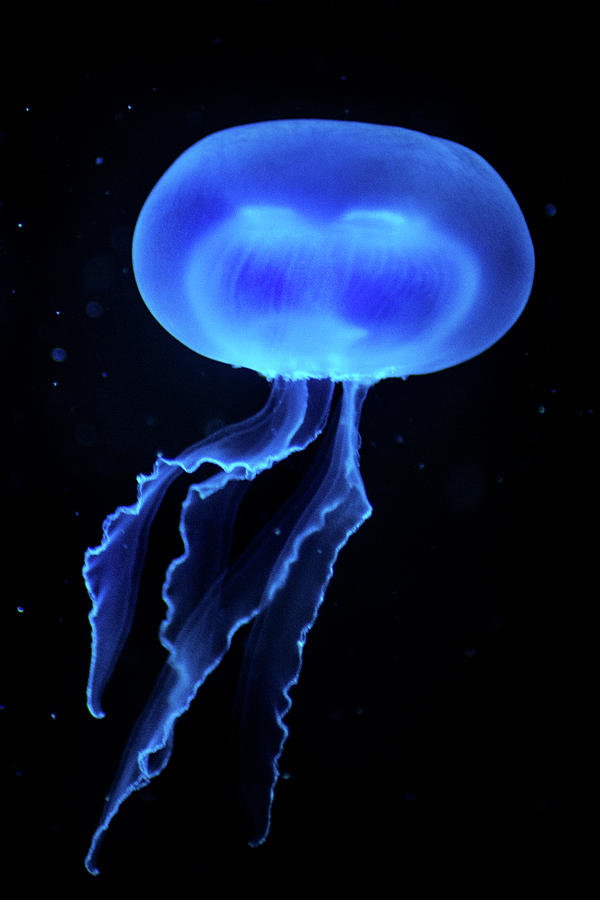 Jellyfish #1 Photograph by Don Johnson