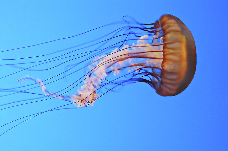 Jellyfish #2 Photograph by Joe  Palermo