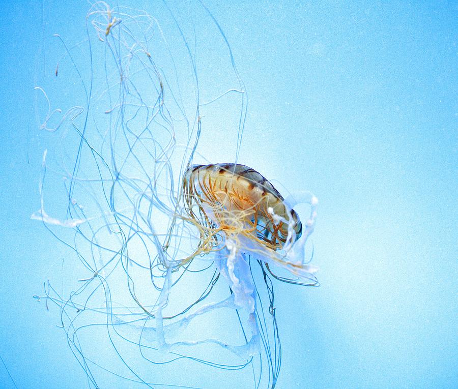 Jellyfish  #1 Photograph by Marianna Mills