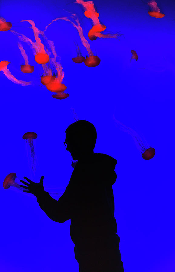 Jellyfish Photograph