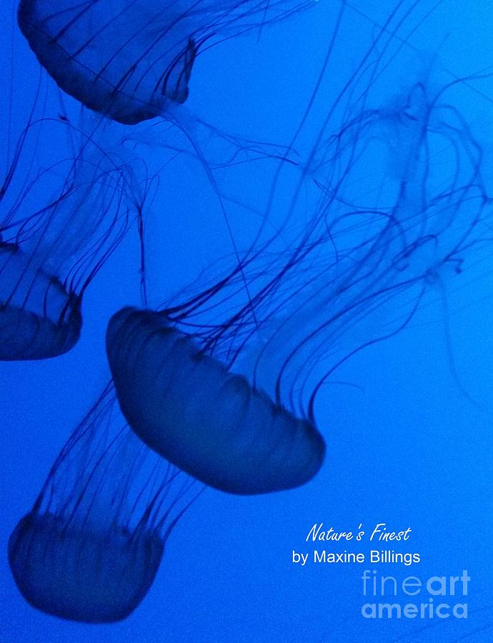 Jellyfish #1 Photograph by Maxine Billings