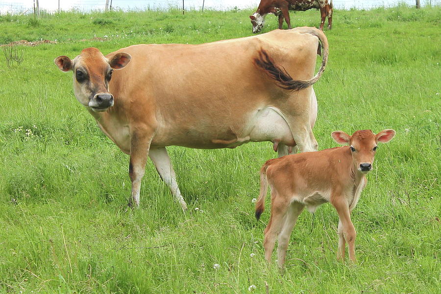 Jersey Cow and Calf Photograph by Bethany Benike - Fine Art America