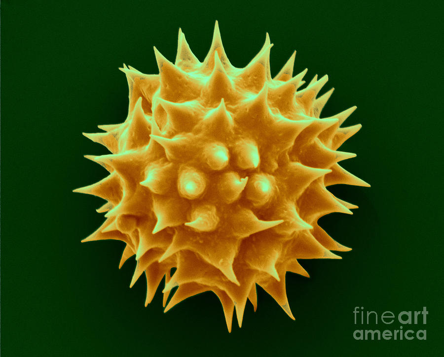 Jerusalem Artichoke Pollen, Sem #1 Photograph by Scimat