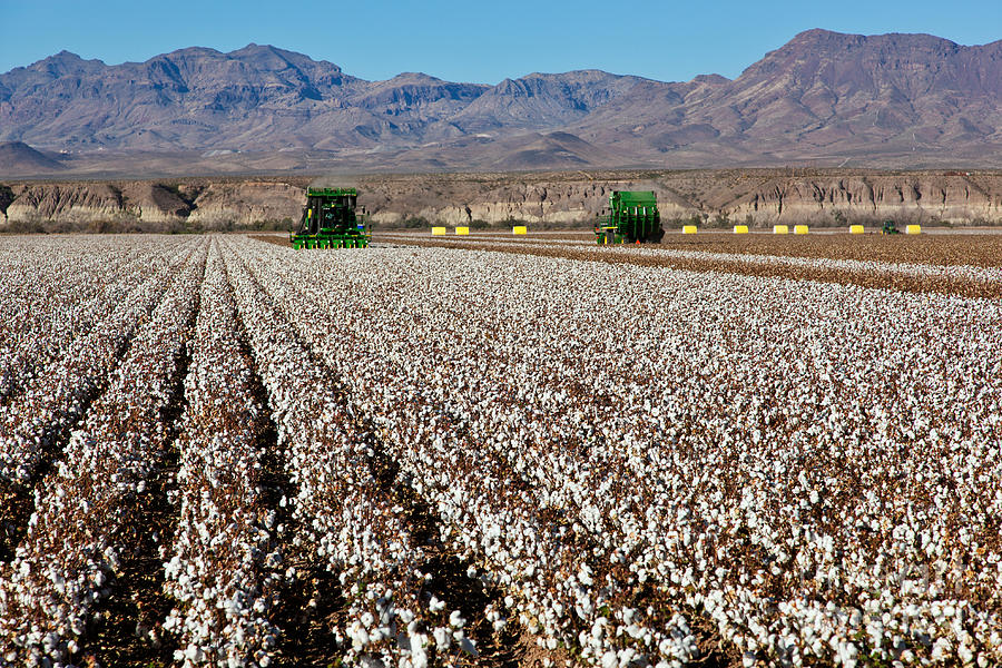 John Deere Cotton Pickers Harvesting #1 Photograph by Inga Spence