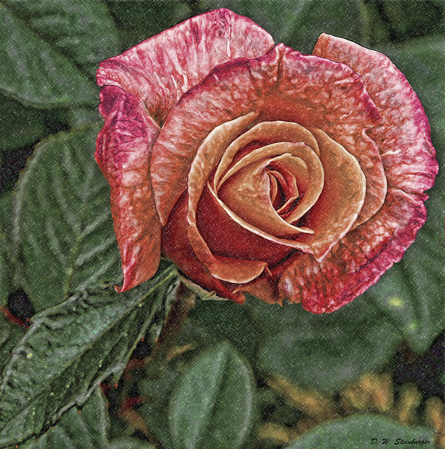 Rose Photograph - Josephs Coat Rose #1 by D W Steinbarger