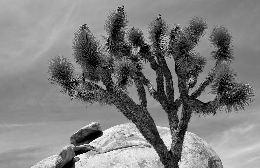 Joshua Tree #1 Photograph by Nathan Abbott