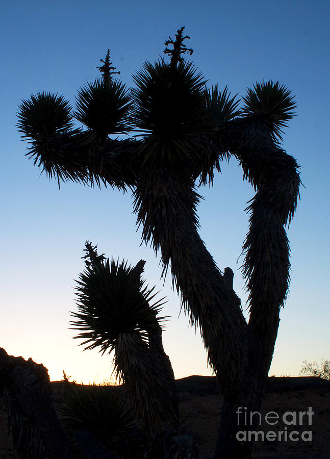 Joshua Tree Silhouette #2 Photograph by James Moore