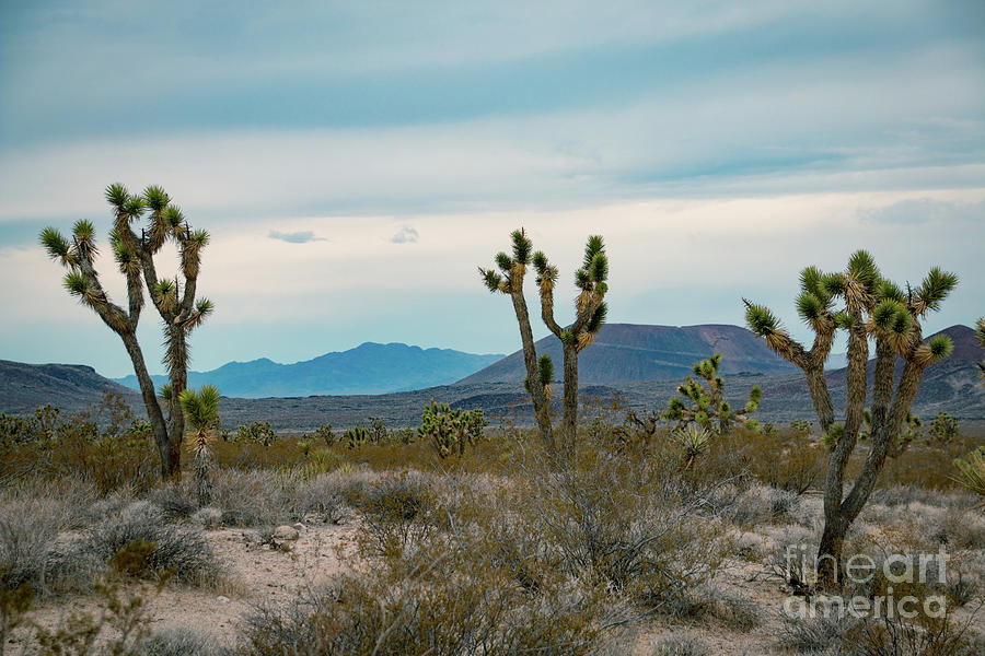 Joshua Trees with hills in the background in the USA #1 Photograph by Amanda Mohler