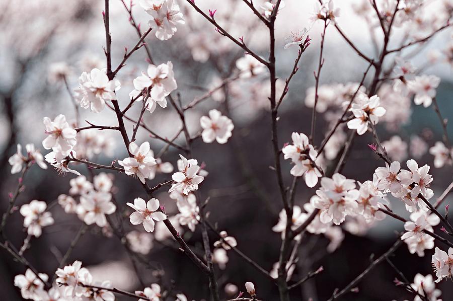 Joy of Spring #1 Photograph by Jenny Rainbow