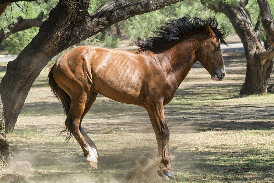 Horse Photograph - Jump #2 by Saija Lehtonen